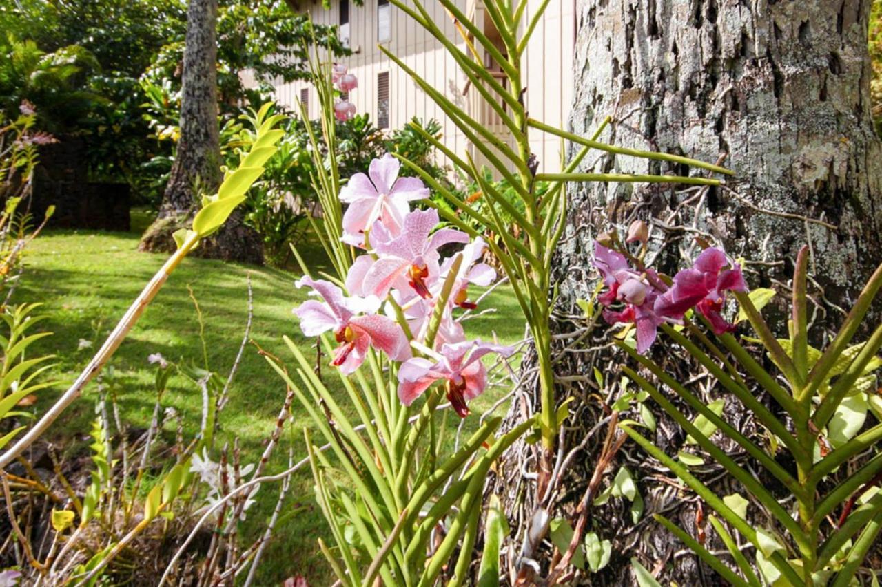 Waikomo Streams 202 Kipu Exterior foto